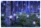 nel bosco...