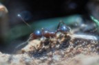 Formichina