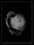 Cuore di Rosa