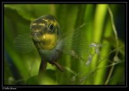Canon 350mm
Canon 100 mm 2.8
Aperture f11
Speed 1/200