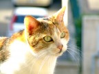 la mia micia...