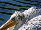 PELIKAN