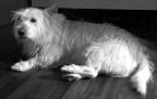 Canon A80
Sistemata con Photoshop Elements e Neat Image