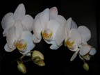 Nikon Coolpix 5700 v1.1 - Orchidee "Phalenopsis" - 21 febbraio 2004
