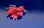 azalea sull'acqua