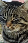GATTONE