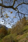 L'autunno e i suoi colori
(Pentax *ist D - 1/350 - f 8.0 - ISO 200 - 24 mm)