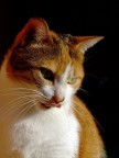 Ancora la mia micia...