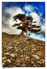 HDR LORICATO