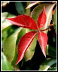 colori d'autunno 1