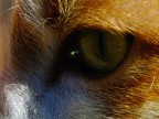 in your eyes...