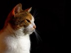 la mia micia...atto II^