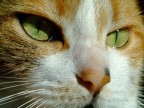 A me gli occhi!
