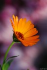 Arancio acceso
