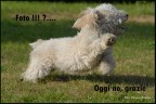 Mai stressare troppo gli animali per fotografarli ! a lungo andare si rifiutano.........