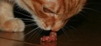 snifsnif