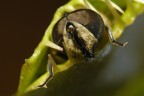 Morte verde