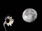 Stregata dalla luna.