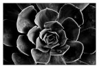 ECHEVERIA
