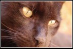 Black Cat