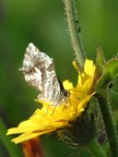 farfalla