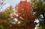 Tavolozza d'autunno
