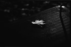 scatto analogico (1600 Iso+lente macro2x)...mi rendo conto che  troppo sottoesposta..ma volevo proprio dare questo senso di solitudine e paura dello sfondo..