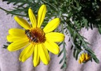 Ape o mosca mascherata?