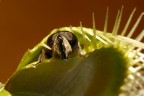 morte verde 2