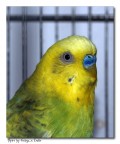 Ritratto