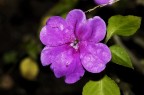 Fiore