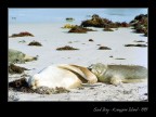 Questa spiaggia di Kangaroo Island  il regno dei leoni marini