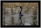 Renzo-Cormorano
