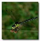 Libellula