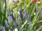 il mio modesto giardino di casa, mi ha deliziato di queste meraviglie............e sono le mie prove in macro