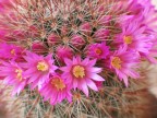 Sempre dal mio giardino