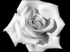 Rosa b/n