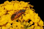 Lygaeus creticus