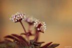 I fiorellini di una piccola succulenta (i fiori sono 1-2 mm di diametro)

Dati scatto:
sigma 180macro
1/400
f/4
ISO 100
-0.3ev