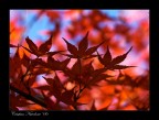 Foglie d'autunno