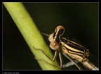 Libellula