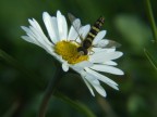 Solo ridimensionata