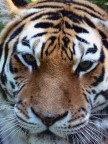 eye of the tiger