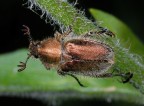 Nikon D200, 105 micro, f/32, 1/250s, ISO-200, 2 flash SB-R200, mano libera