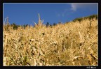 Giallo e blu