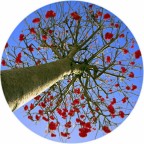 L'albero