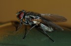 Mosca