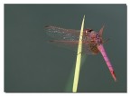 Libellula