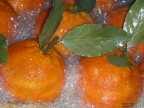 Pasta Reale