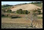 Il solitario